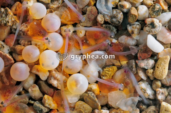 Truite - Alevins au moment de l'éclosion - gryphea.com